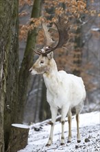 Fallow Deer (Dama dama)