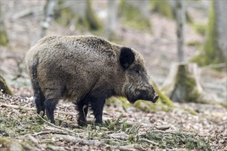 Wild boar (Sus scrofa)