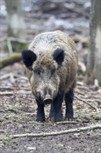 Wild boar (Sus scrofa)