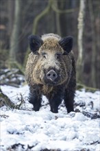 Wild boar (Sus scrofa)