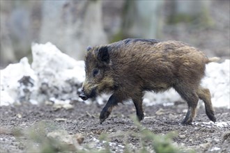 Wild boar (Sus scrofa)