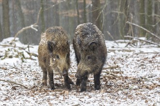 Wild boars (Sus scrofa)