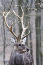 Sika deer