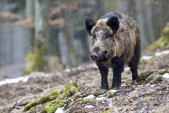 Wild boar (Sus scrofa)