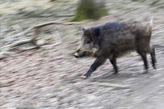 Wild boar (Sus scrofa)