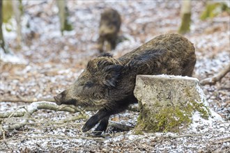 Wild boar (Sus scrofa)