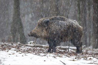 Wild boar (Sus scrofa)