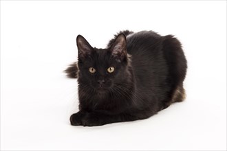 Black Maine Coon cat