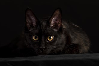 Black Maine Coon cat against black