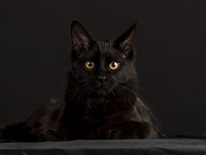 Black Main Coon cat against black