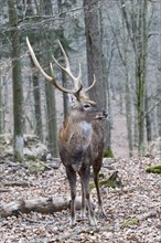 Sika Deer (Cervus nippon)