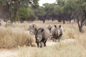 White Rhinos or Square-lipped Rhinos (Ceratotherium simum)