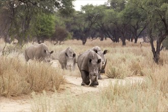 White Rhinos or Square-lipped Rhinos (Ceratotherium simum)