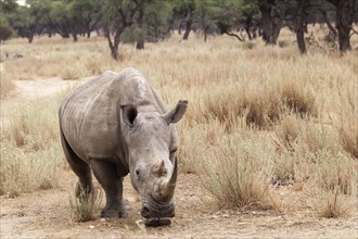 White Rhinoceros or Square-lipped Rhinoceros (Ceratotherium simum)