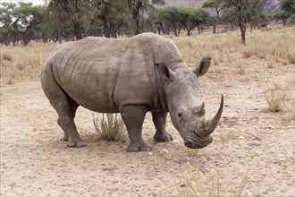 White Rhinoceros or Square-lipped Rhinoceros (Ceratotherium simum)