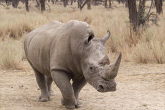 White Rhinoceros or Square-lipped Rhinoceros (Ceratotherium simum)