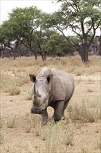 White Rhinoceros or Square-lipped Rhinoceros (Ceratotherium simum)
