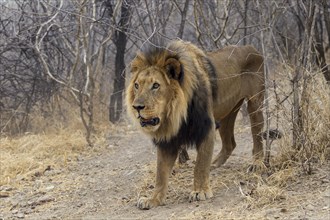 Lion (Panthera leo)