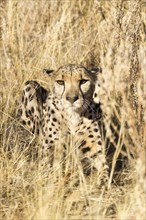 Cheetah (Acinonyx jubatus) lying in the tall grass