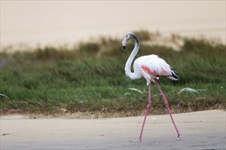 Greater Flamingo (Phoenicopterus roseus) in the lagoon of Sandwich Harbour