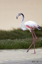 Greater Flamingo (Phoenicopterus roseus) in the lagoon of Sandwich Harbour