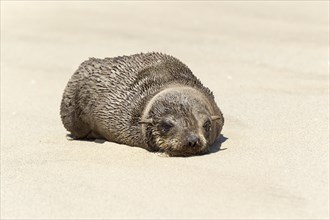 Brown Fur Seal or Cape Fur Seal (Arctocephalus pusillus)