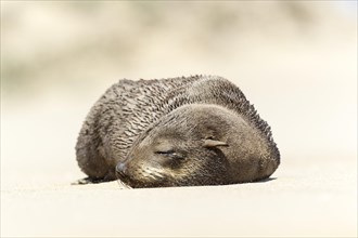Brown Fur Seal or Cape Fur Seal (Arctocephalus pusillus)