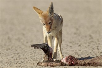 Black-backed Jackal (Canis mesomelas) with a dead seal