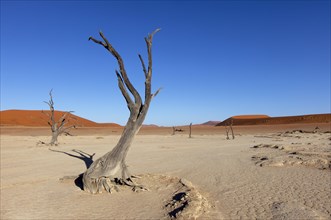 Withered trees in the desert