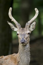 Red deer (Cervus elaphus)