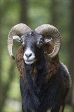 European mouflon (Ovis orientalis musimon)