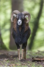 European mouflon (Ovis orientalis musimon)