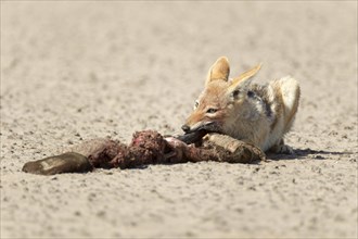 Black-backed Jackal (Canis mesomelas) with dead seal
