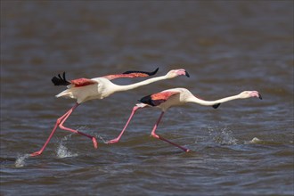 Greater Flamingoes (Phoenicopterus roseus)