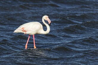 Greater Flamingo (Phoenicopterus roseus)