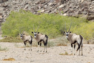 Gemsbok (Oryx gazella)