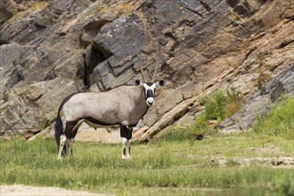 Gemsbok (Oryx gazella)