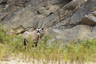 Gemsbok (Oryx gazella)