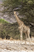 Giraffe (Giraffa camelopardalis)