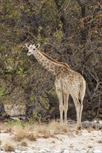 Giraffe (Giraffa camelopardalis)