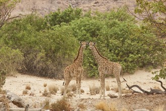 Giraffes (Giraffa camelopardalis)