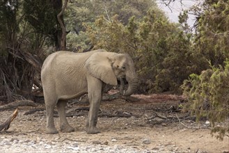 African Elephant (Loxodonta africana)