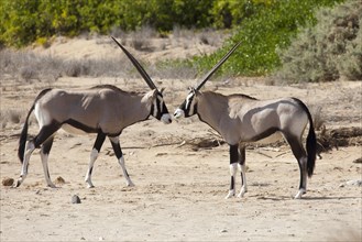 Gemsboks or Gemsbucks (Oryx gazella)