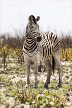 Plains Zebra or Burchell's Zebra (Equus quagga)