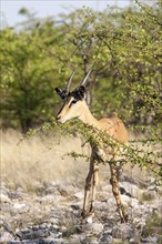 Black-faced Impala (Aepyceros melampus petersi)
