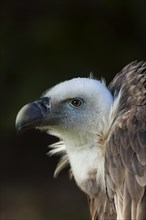 Griffon Vulture (Gyps fulvus)