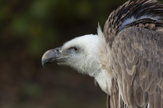 Griffon Vulture (Gyps fulvus)