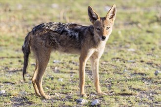 Black-backed Jackal (Canis mesomelas)