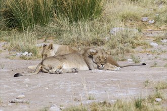 Two lionesses (panthera leo) sleeping