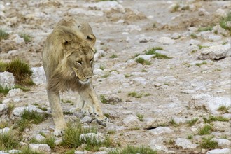 Lion (Panthera leo)